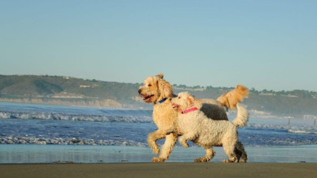 two goldendoodles running on the beach