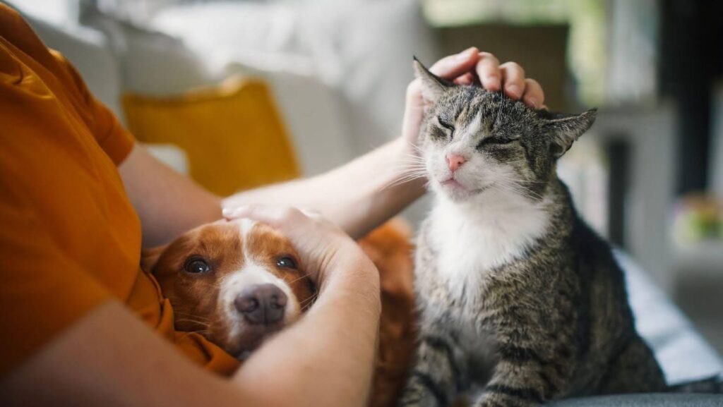 Multiple emotional support animals (ESAs) relaxing on the sofa.